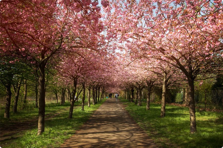 sakura-kirschbluete-berlin-bornholmer-strasse-bluetenpracht-mauerweg-boese-bruecke
