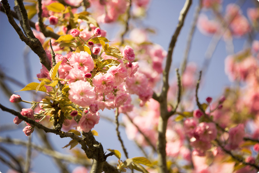 sakura-kirschbluete-berlin-mauerpark-bornholmer-strasse-bluetenpracht-kirsche