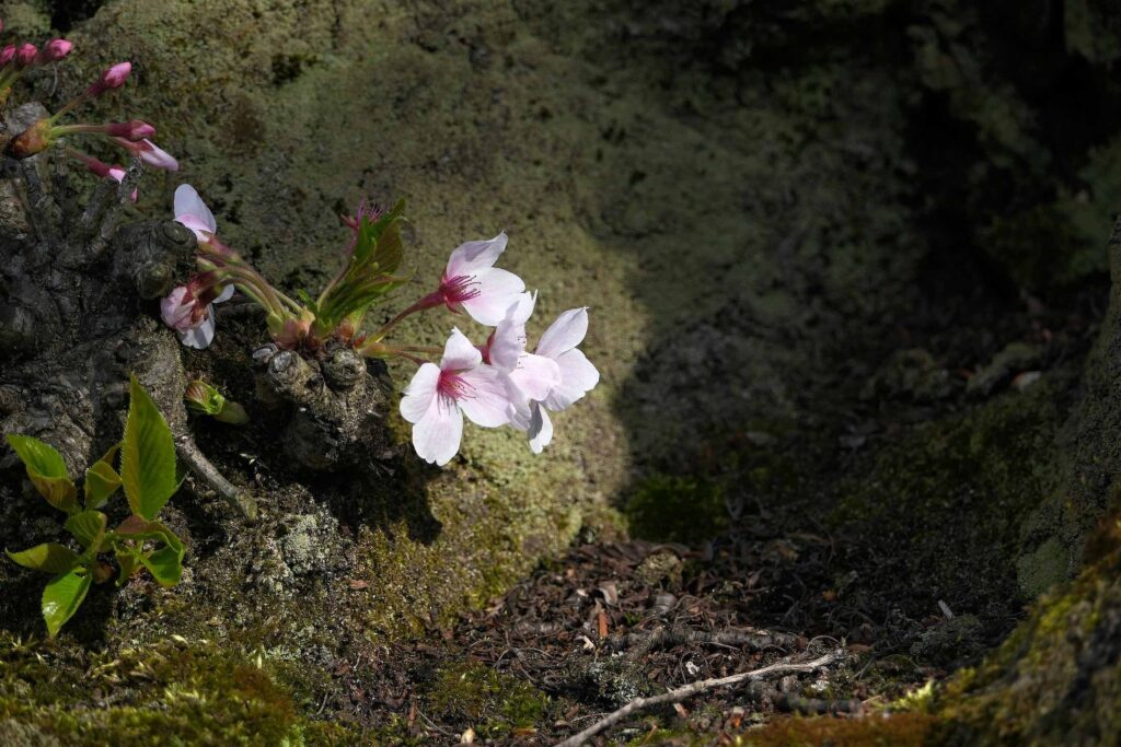 fruehling-lost-places